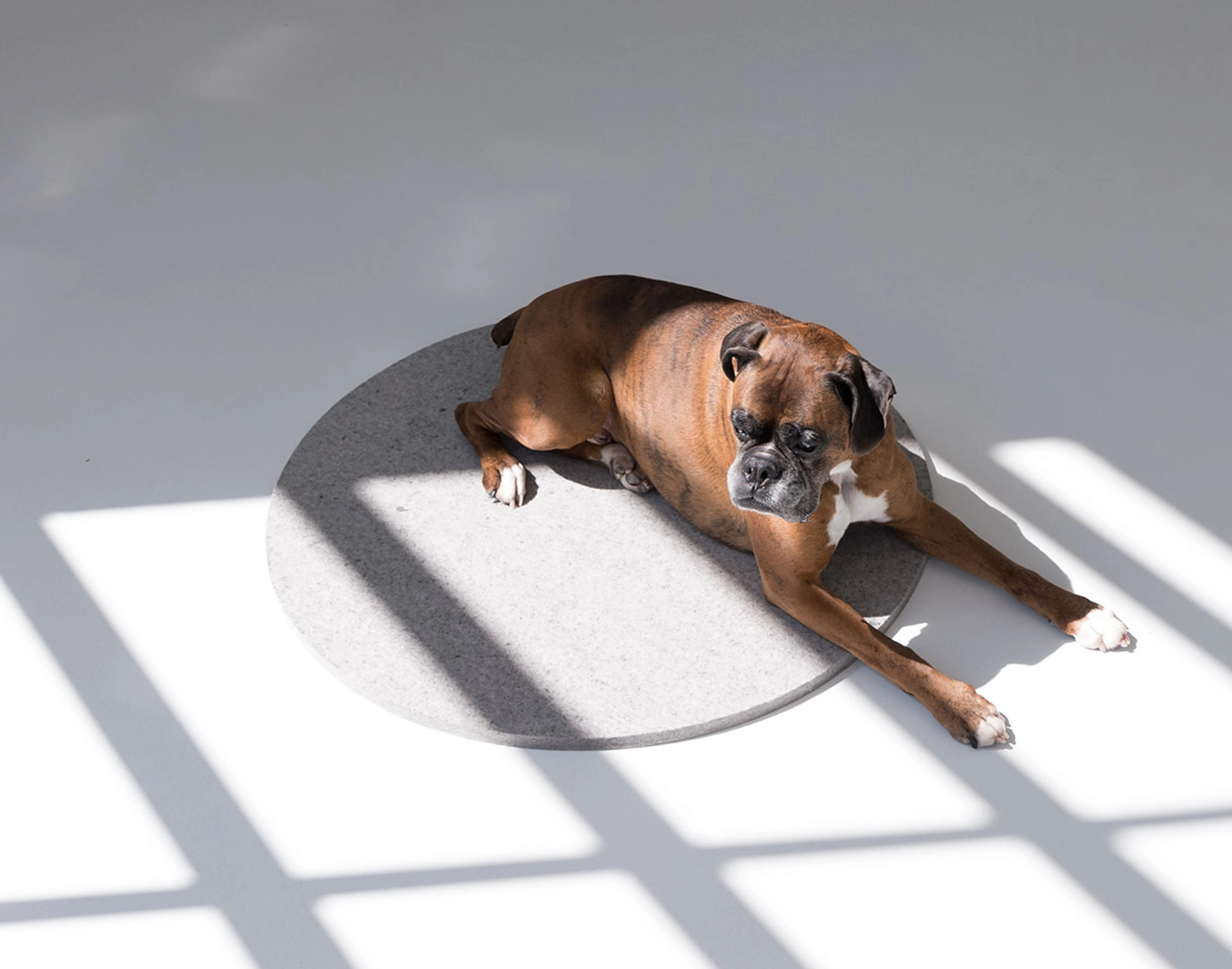 a minimalist dog bed