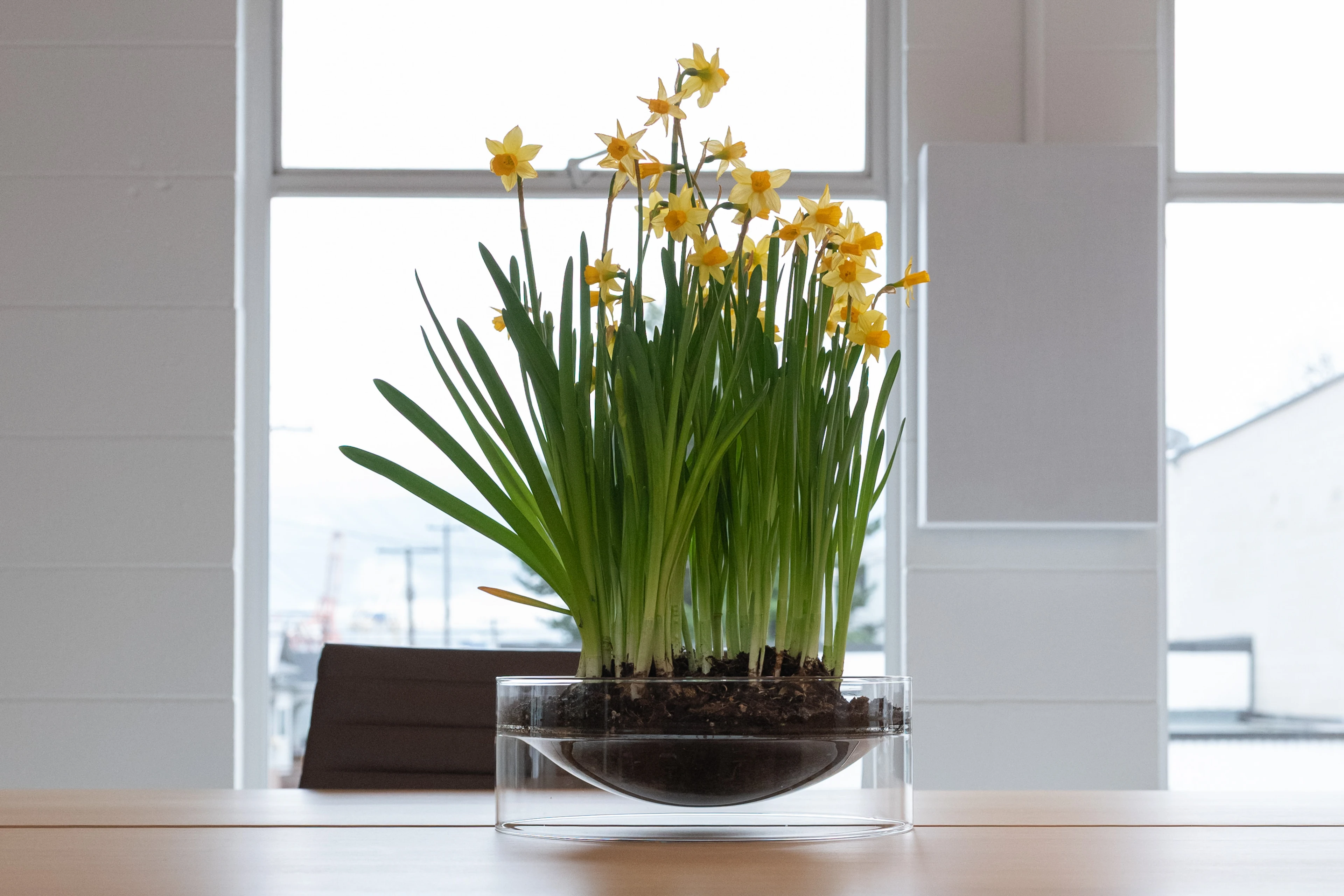 float large shallow bowl