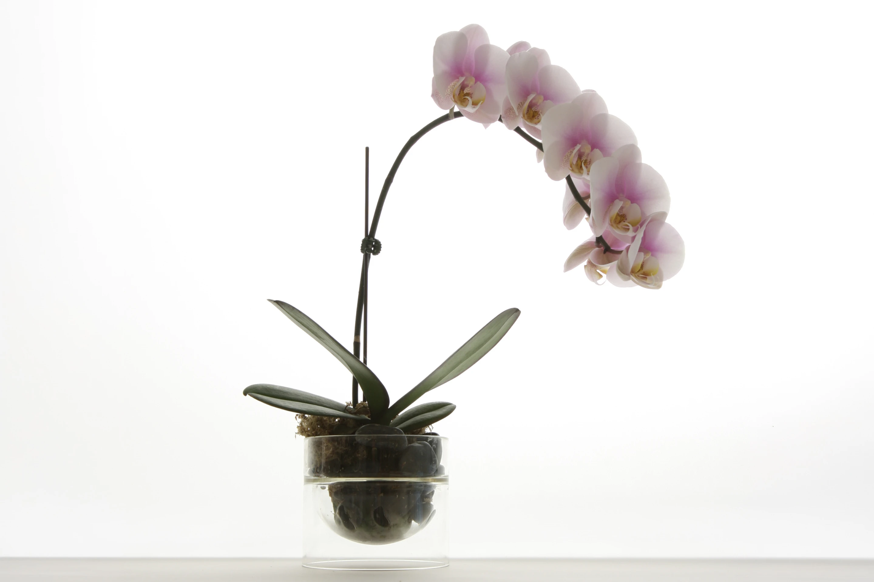 glass planter
