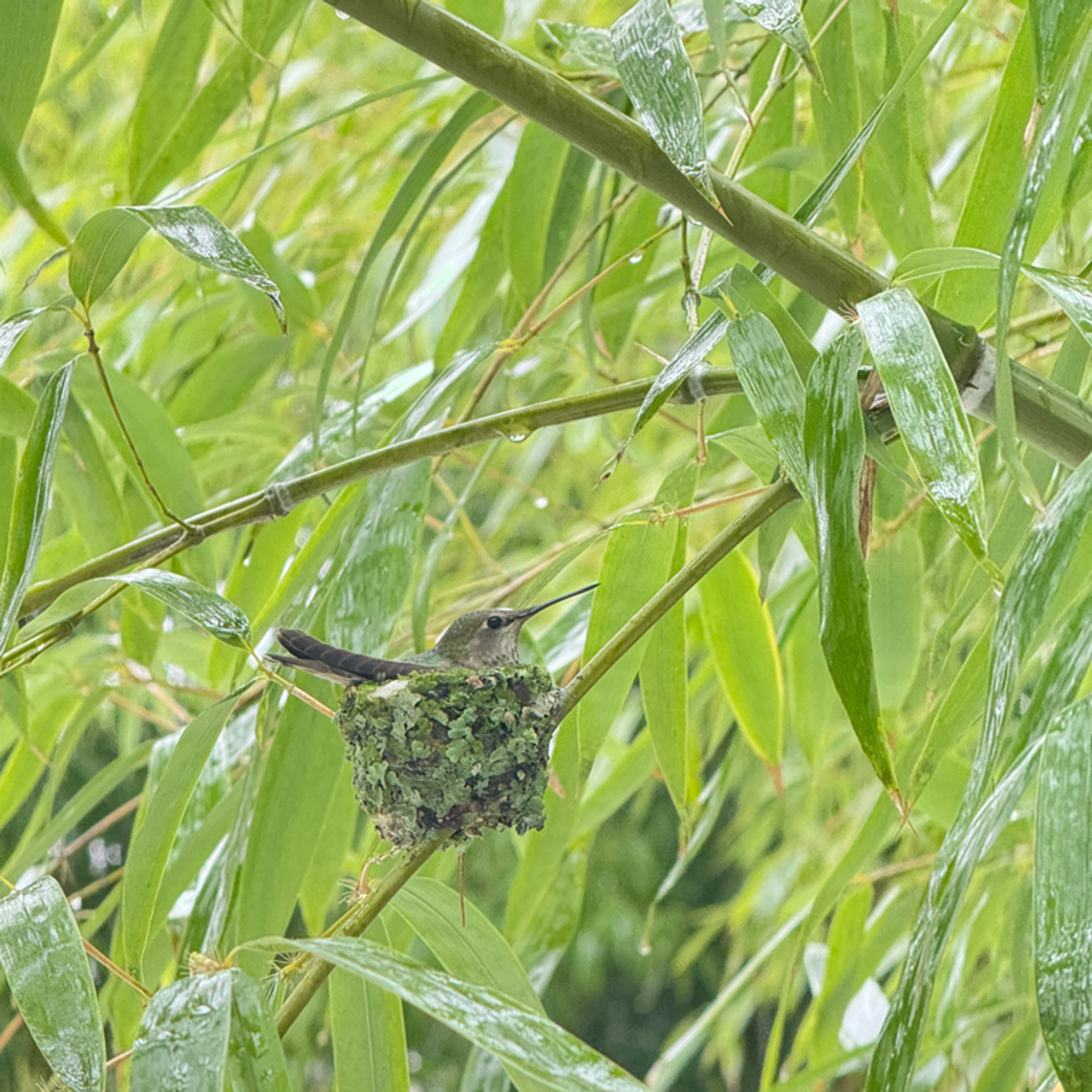 Annas-Hummingbird-in-nest,-Vancouver,-Canada