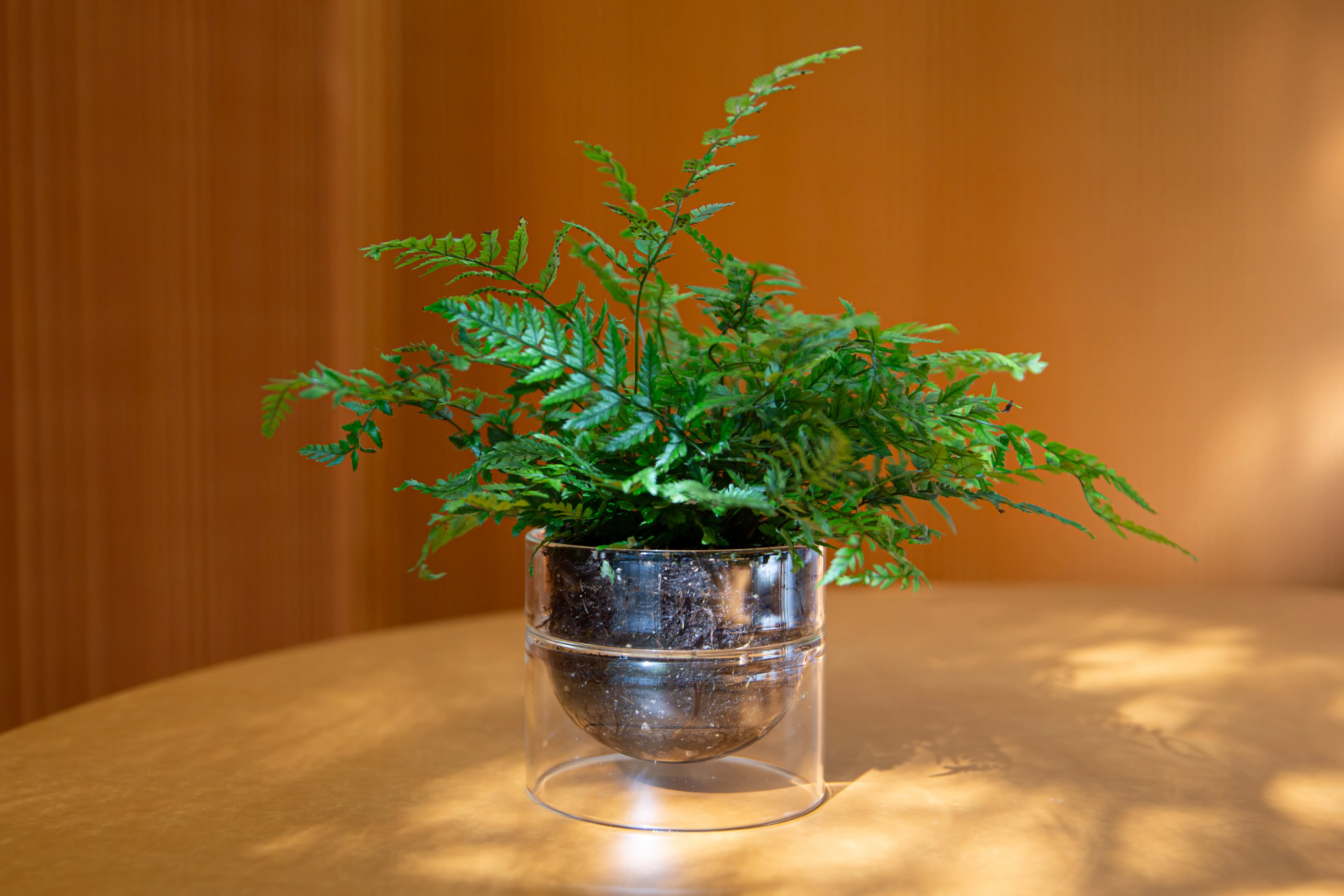 glass planter
