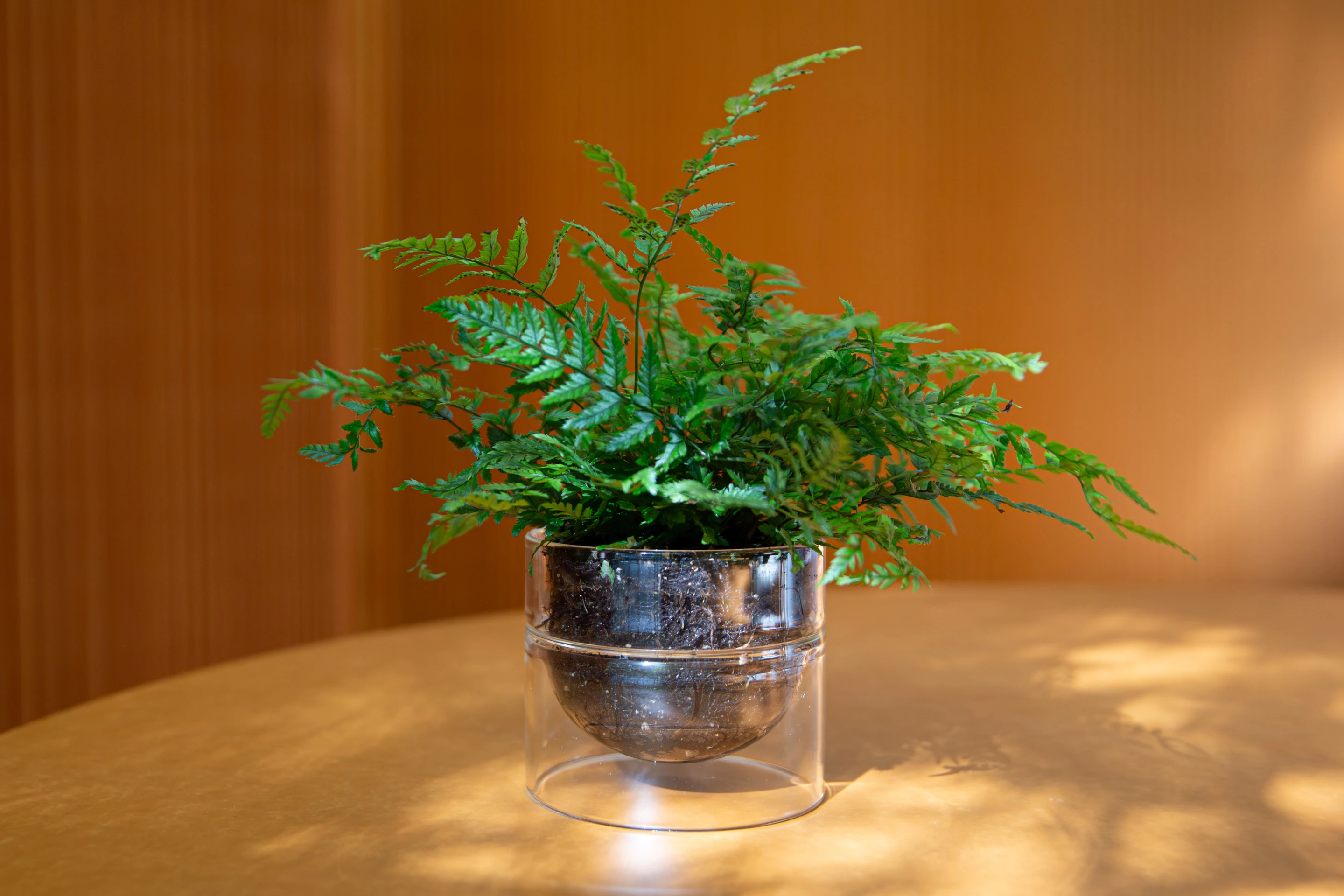 glass planter