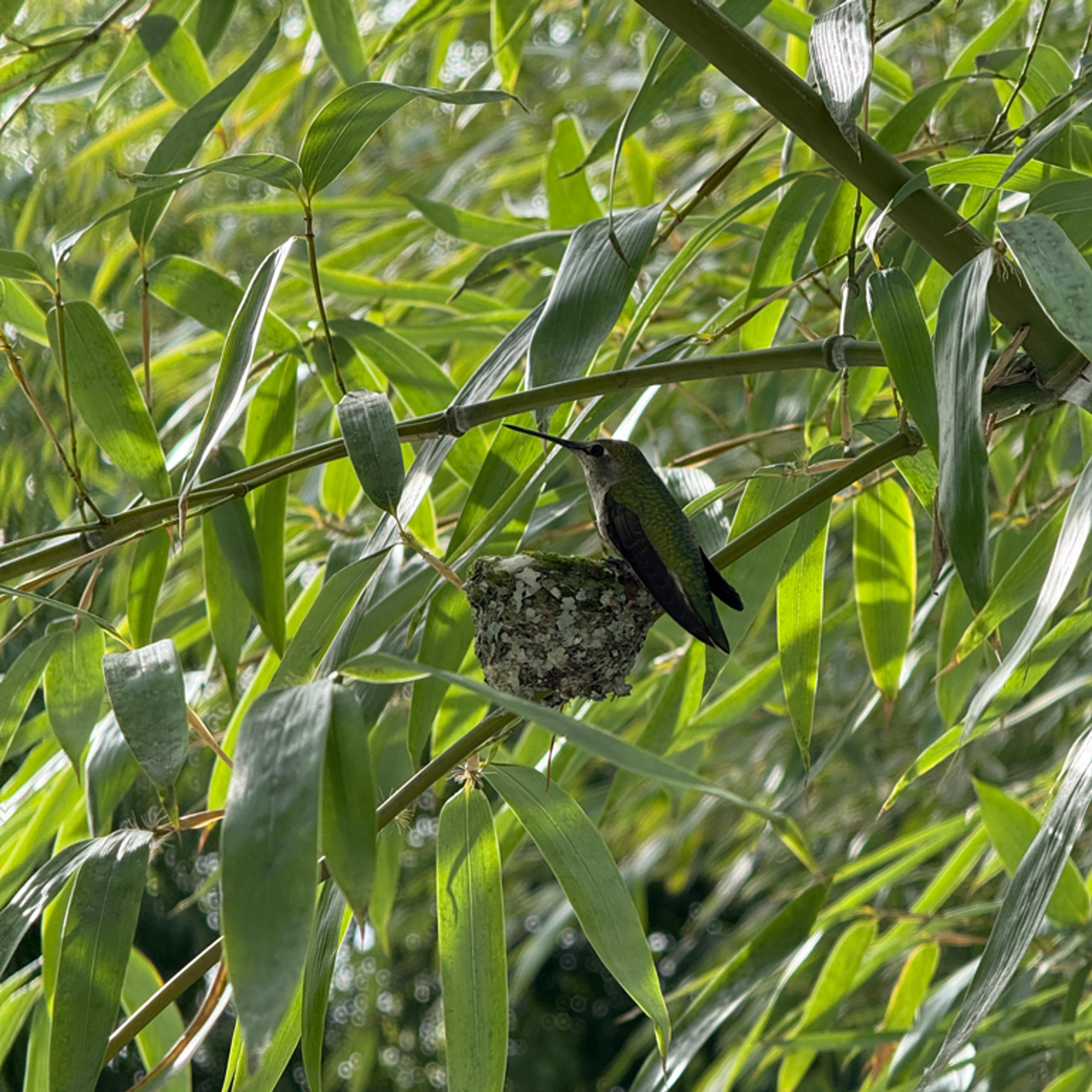 Annas Hummingbird perched on nest, at the molo studio, Vancouver, Canada