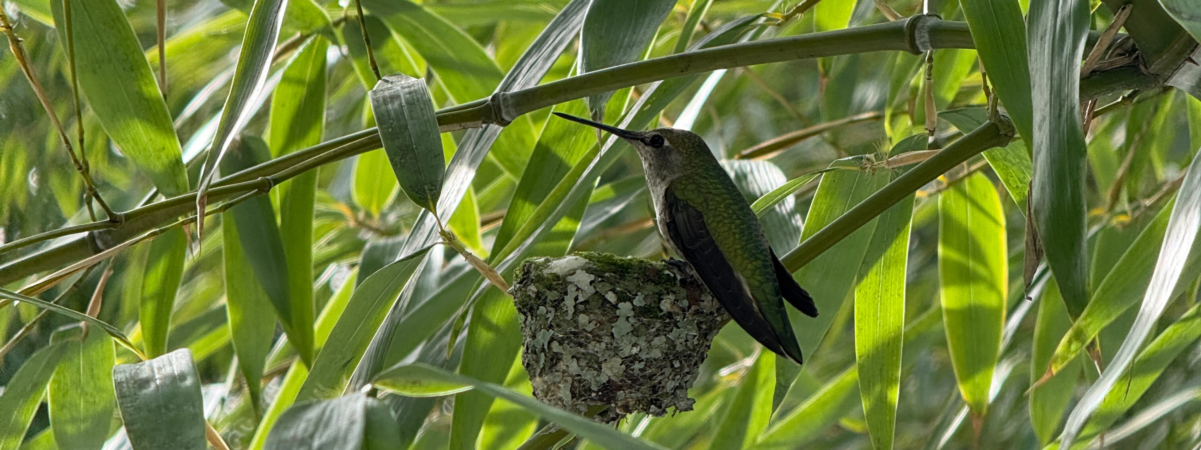 Annas Hummingbird perched on nest, at the molo studio, Vancouver, Canada