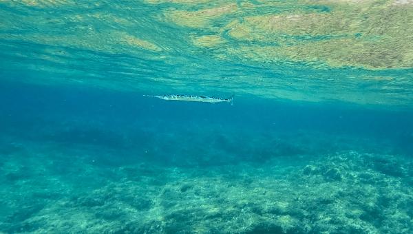 Zargana Hangi Ayda ve Hangi Saatlerde Tutulur?