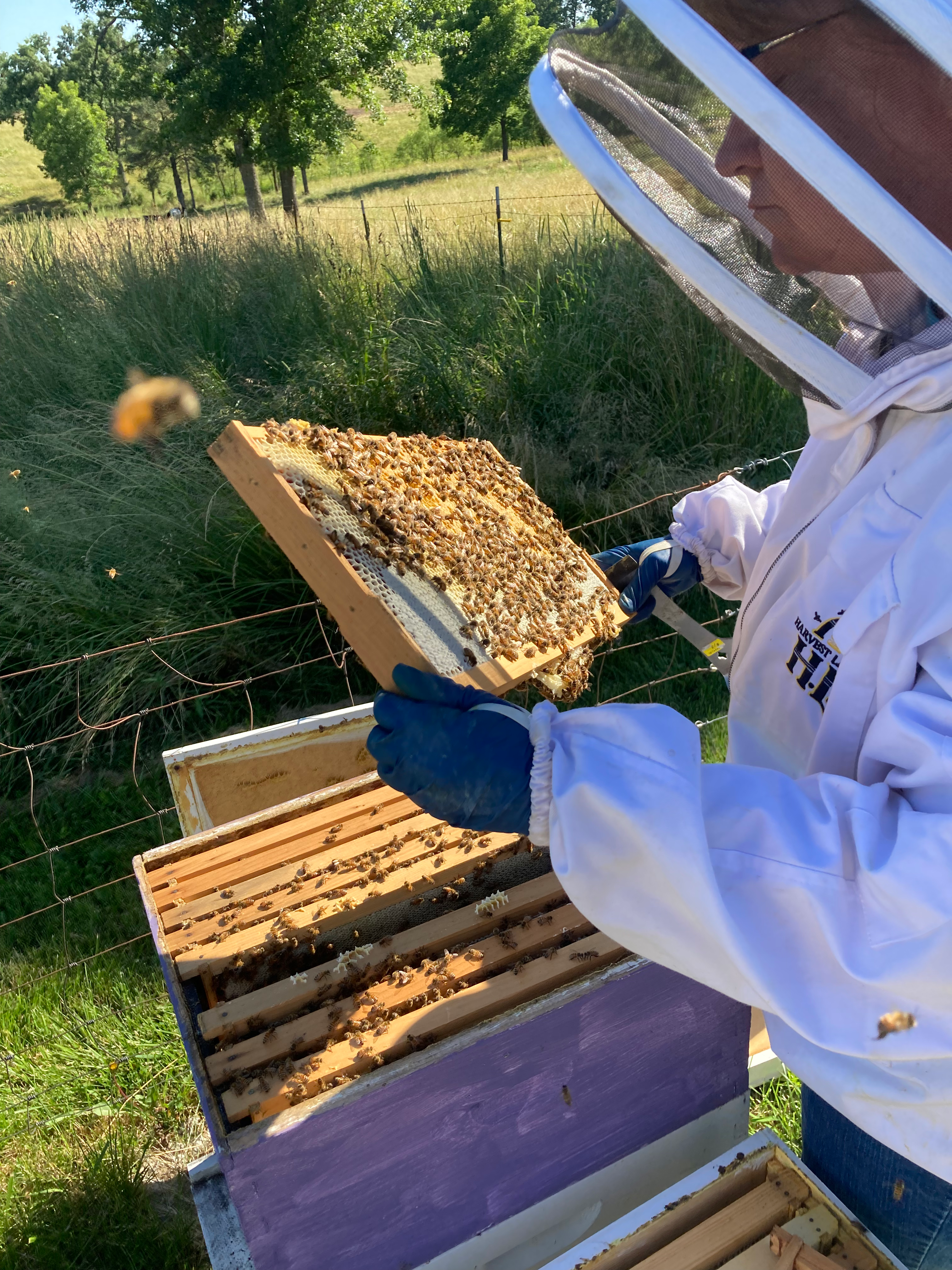 Beekeeping