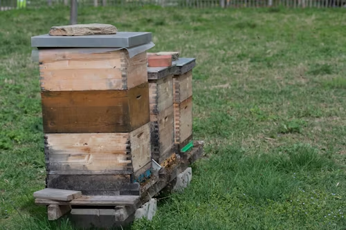 Nucs