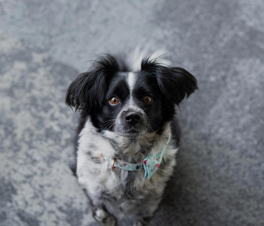 Contact Companion Pet Partners