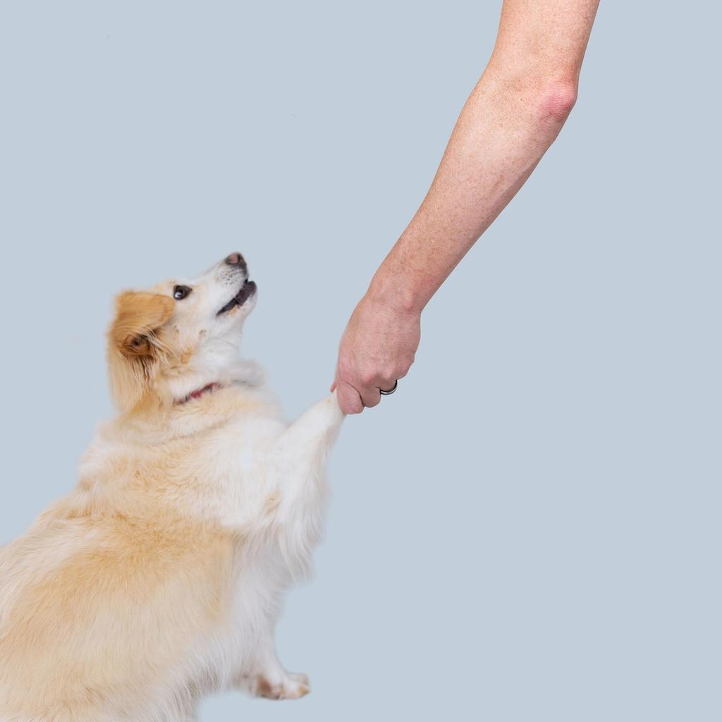 Partners Companion Pet Partners