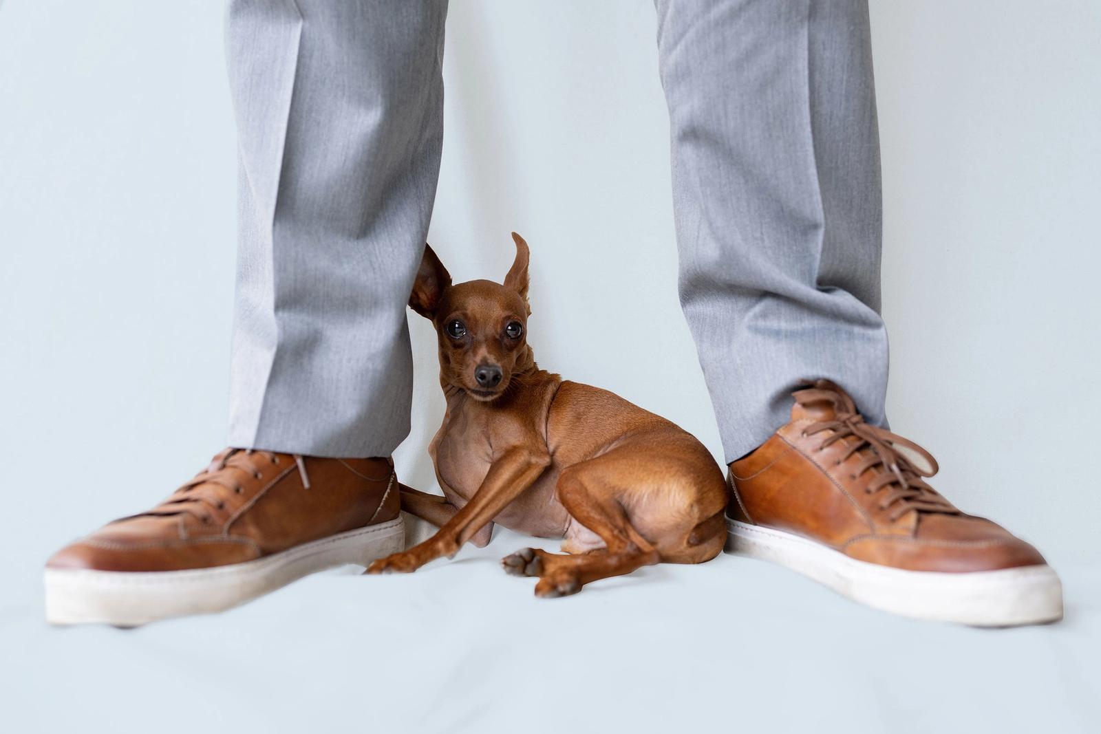 Careers Companion Pet Partners