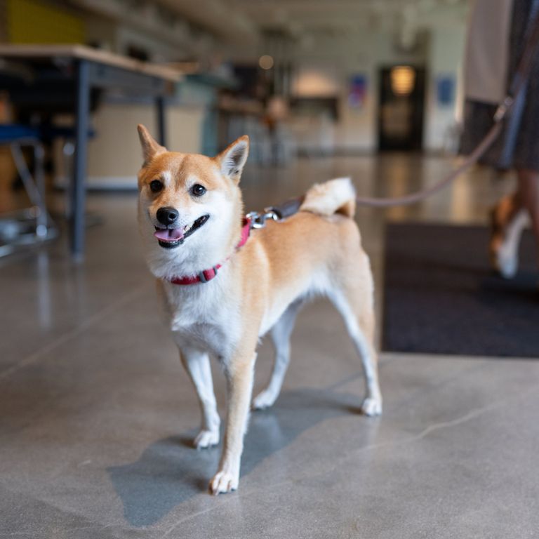 Companion Pet Partners