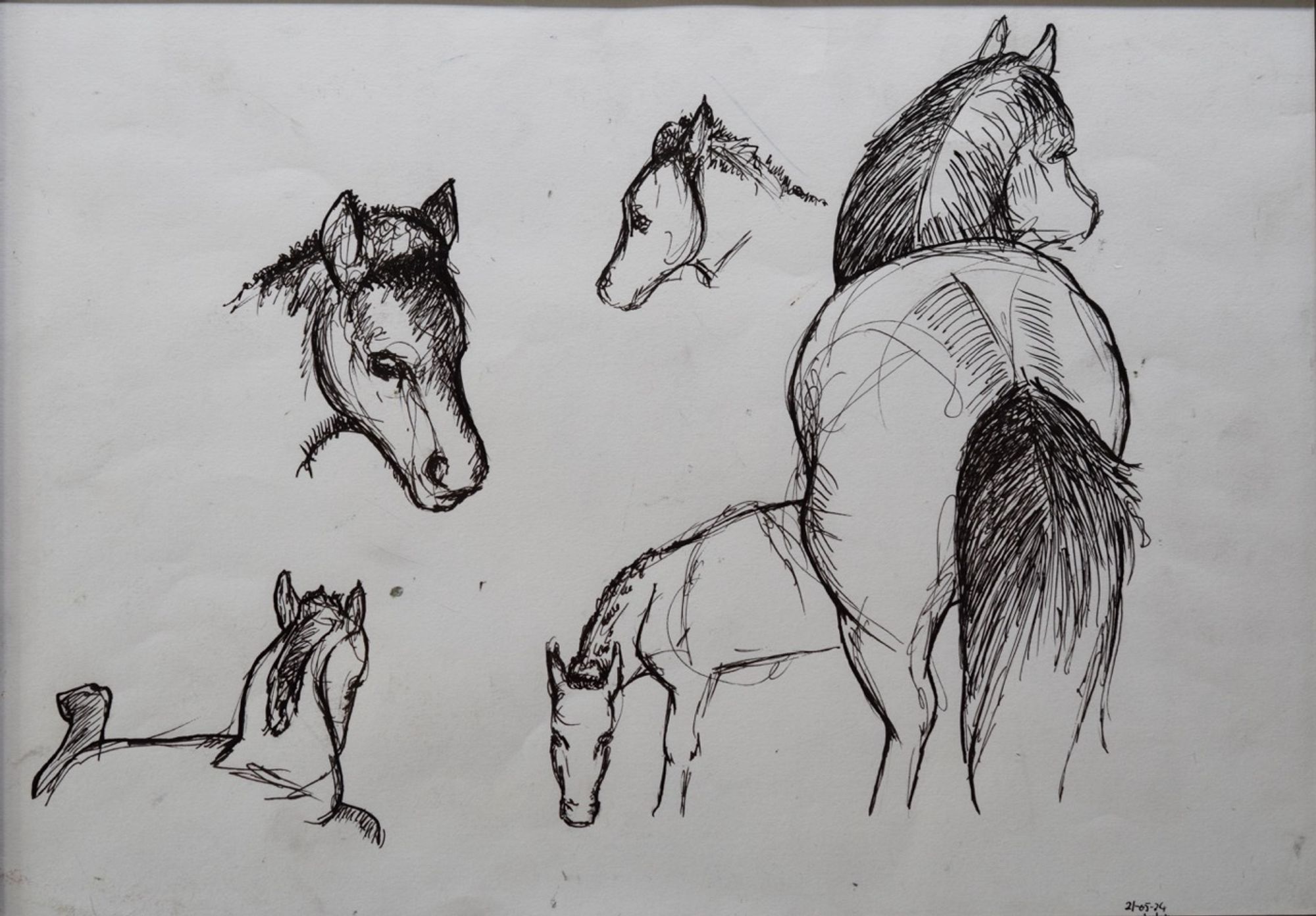 Studie veulen