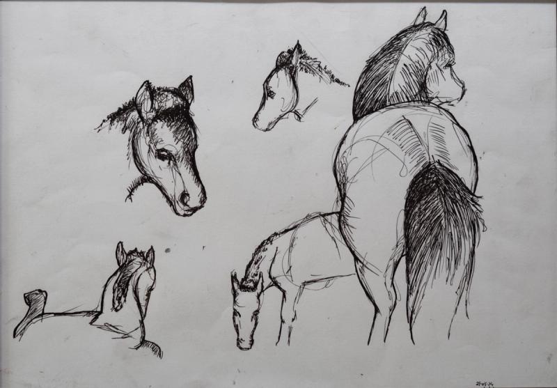 Studie veulen, Renate Hofsteede