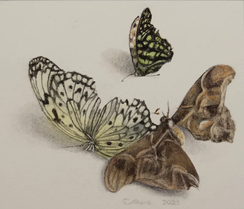 Compositie met drie vlinders III, Chris Herenius