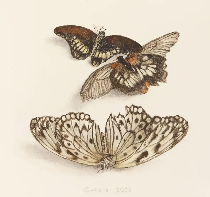Compositie met drie vlinders I, Chris Herenius