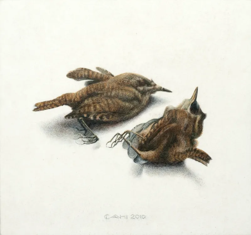Winterkoninkjes, Chris Herenius