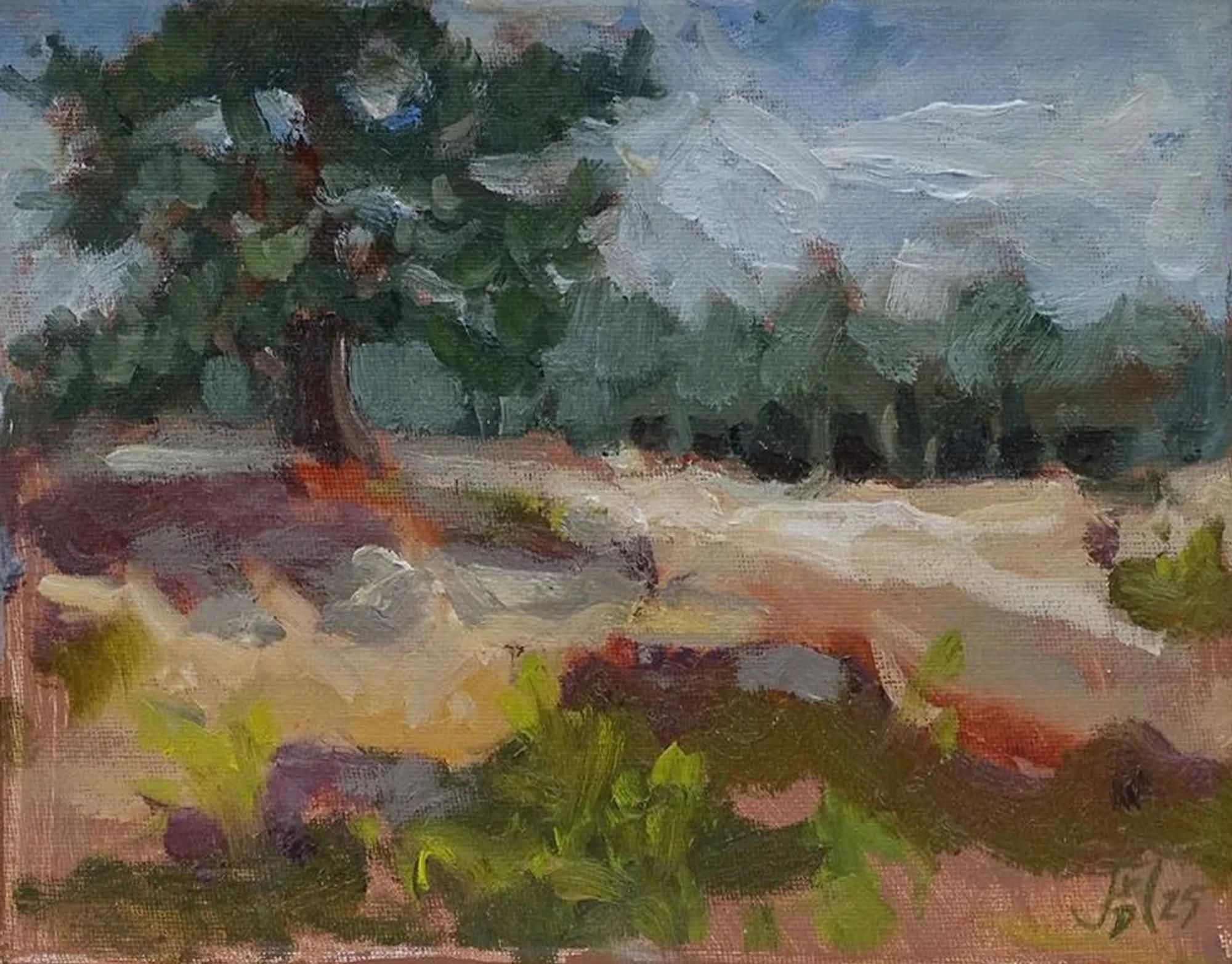Zuiderheide 2