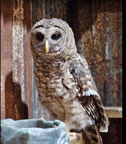 An owl perched in front of it's water bowl