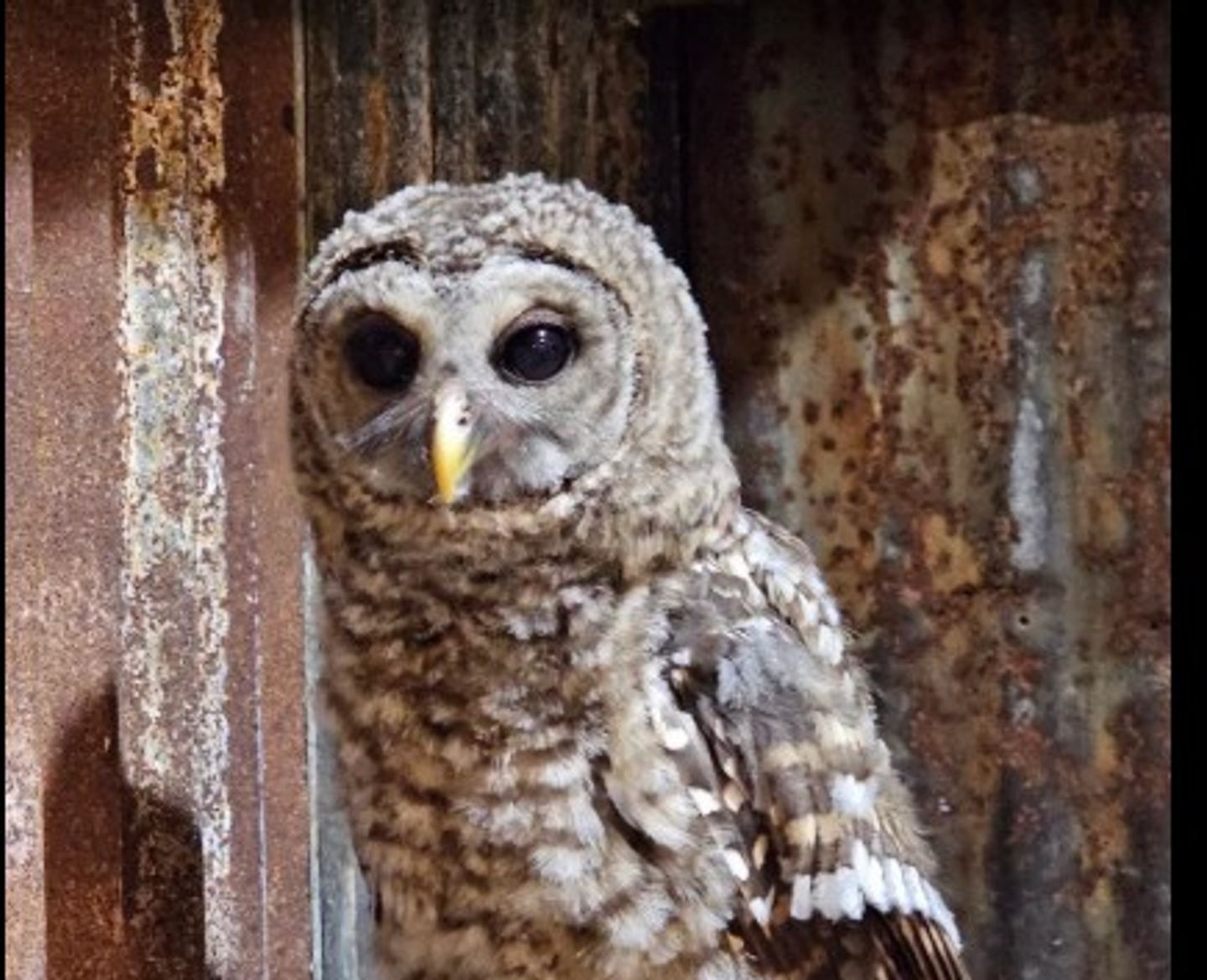 An owl perched in front of it's water bowl