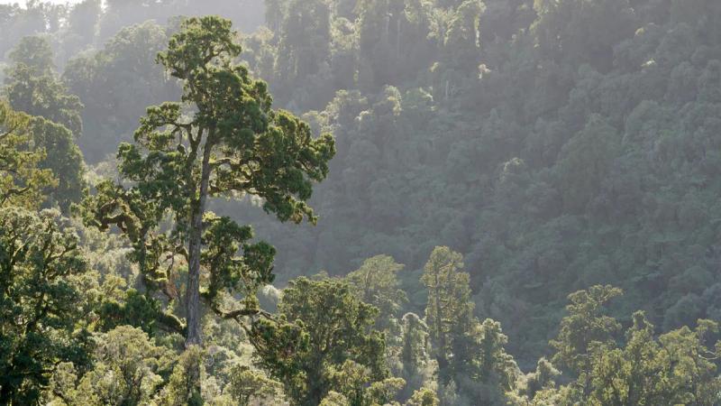 Image of native bush