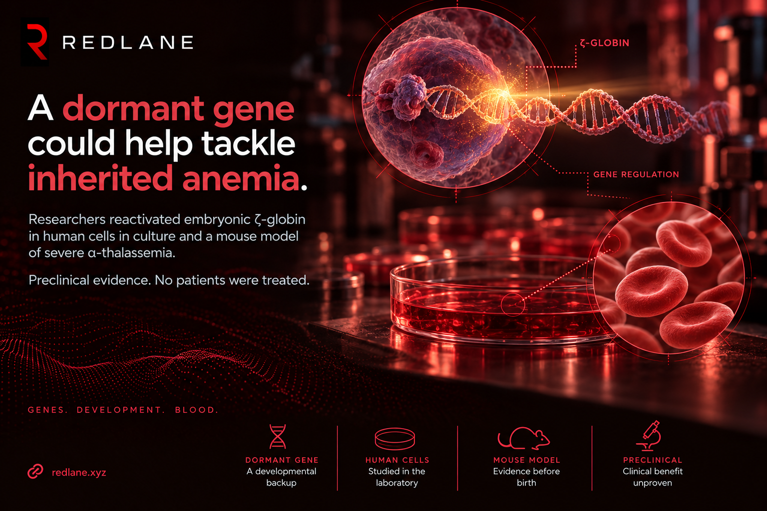 REDLANE conceptual illustration of globin gene regulation and red blood cells. Preclinical evidence from laboratory cells and a mouse model; no patients treated.