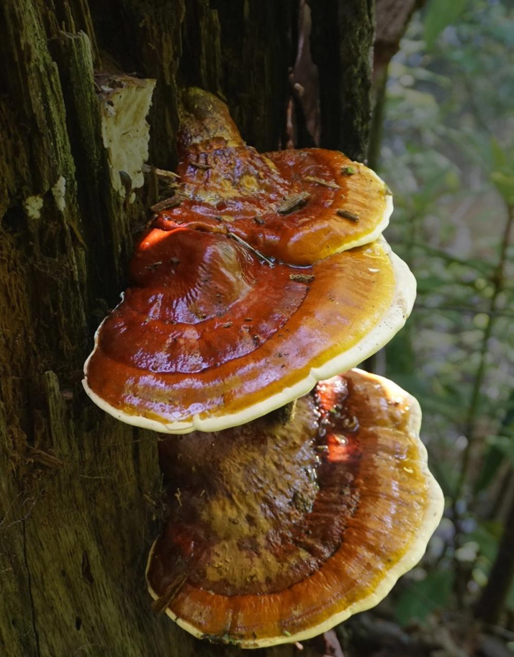 Ganoderma Lingzhi
