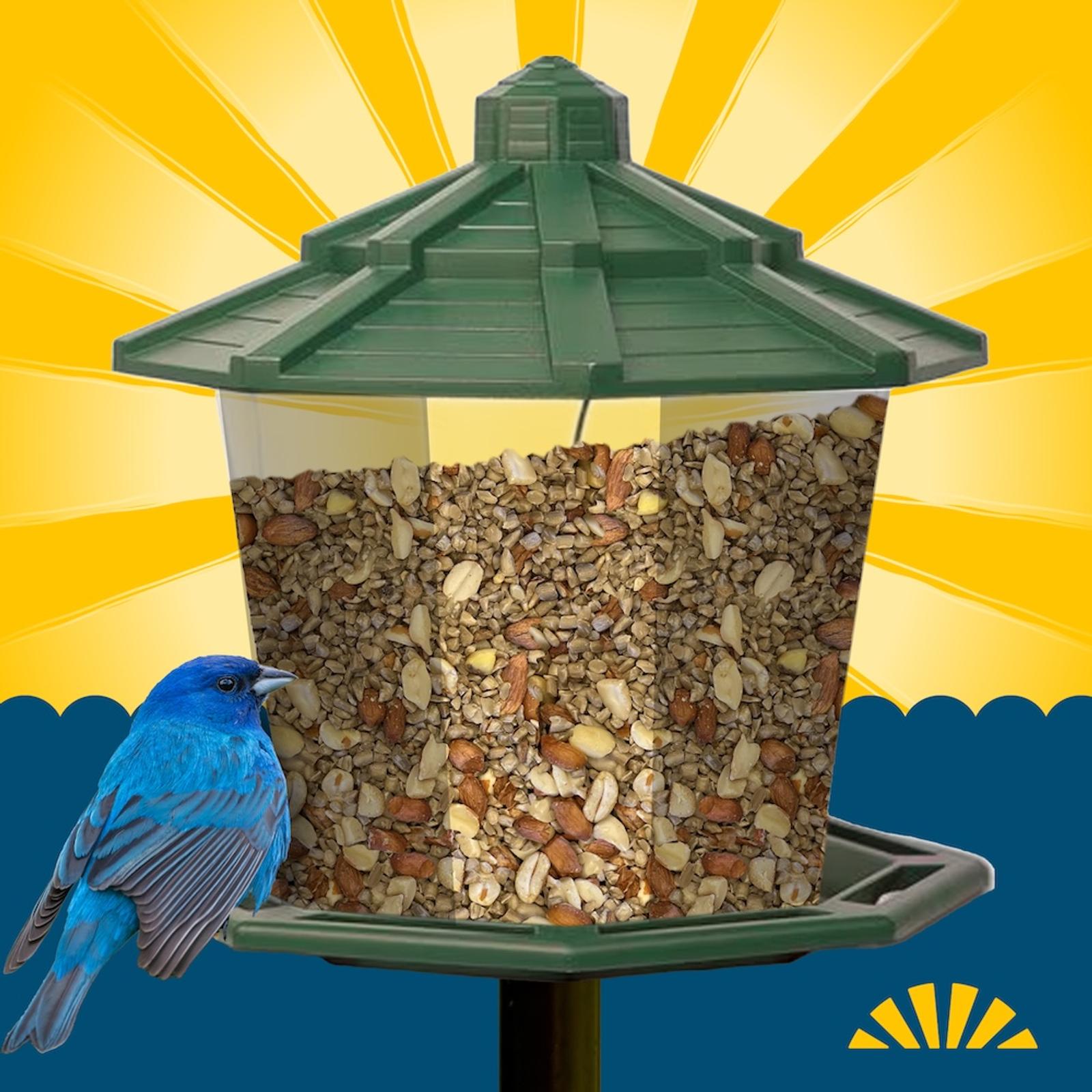 Love Feeding & Filming Backyard Wild Birds? So Do We!