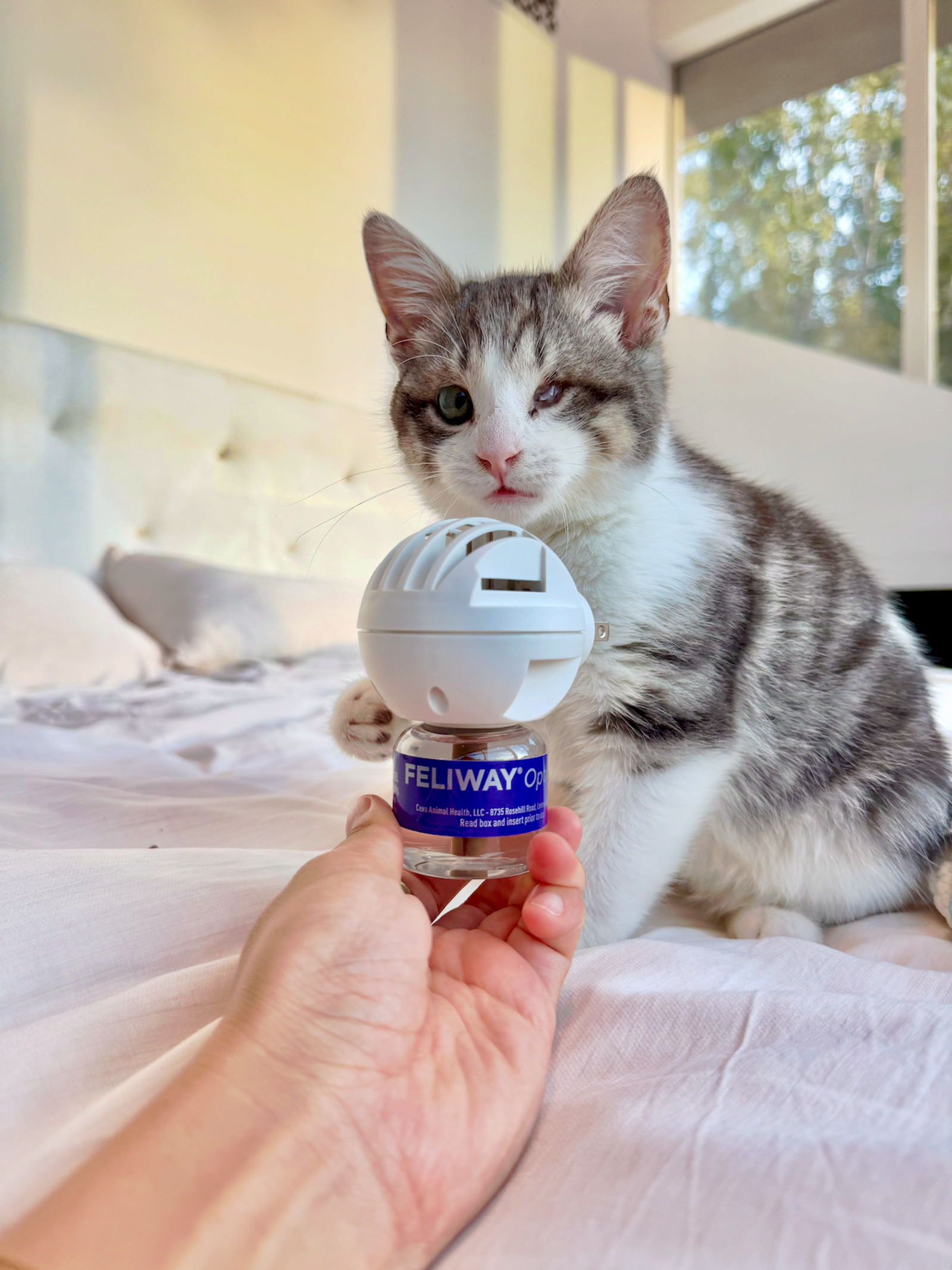 Photograph of a cat and Feliway product