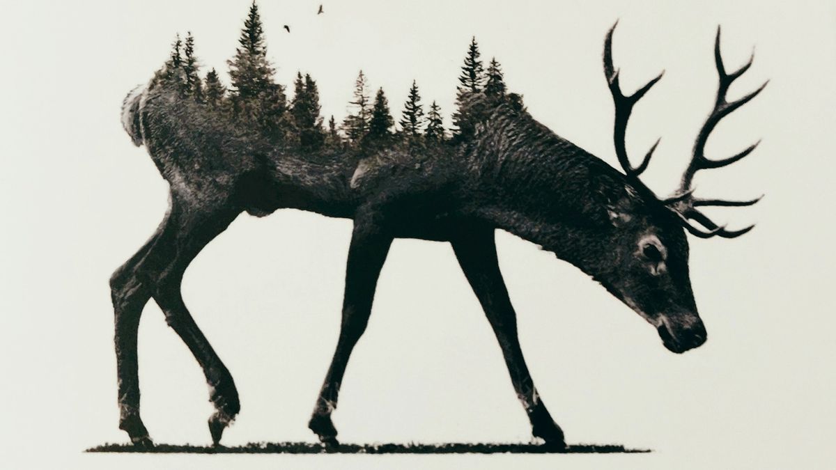 Pine by Francine Toon