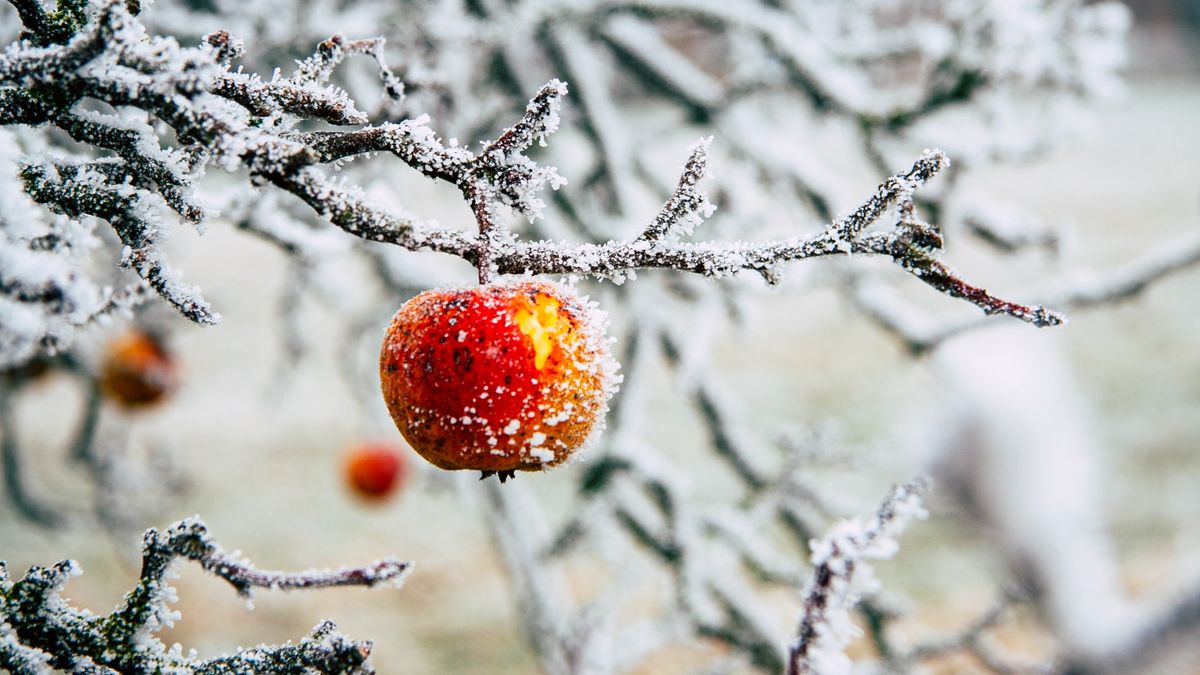 Photo of an apple on a tree in the frost