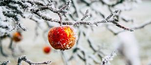 Photo of an apple on a tree in the frost