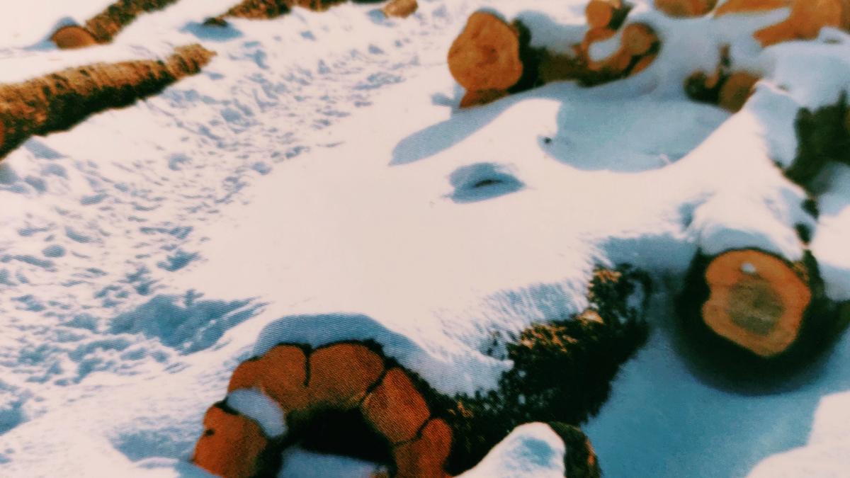 Cover Detail of Winter Solstice