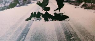 Cover detail from Raven Black by Ann Cleeves showing ravens on a snowy road