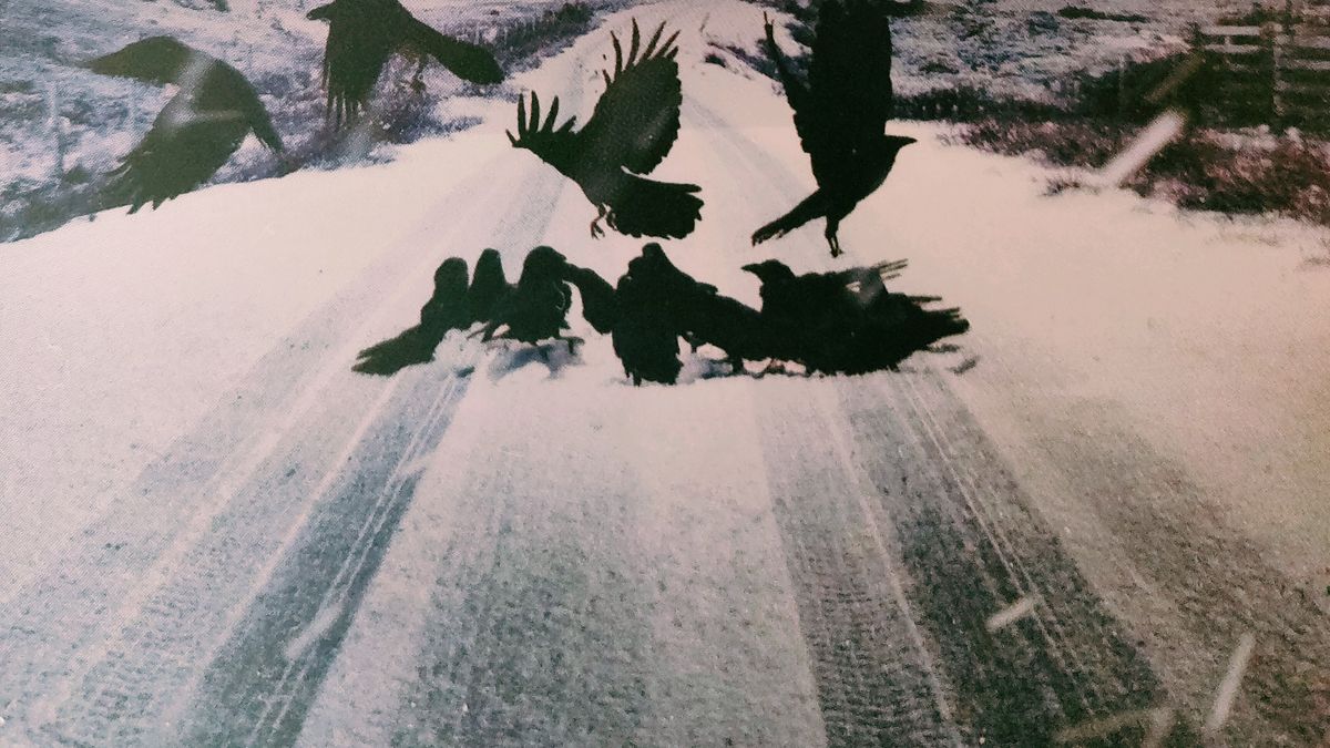 Cover detail from Raven Black by Ann Cleeves showing ravens on a snowy road