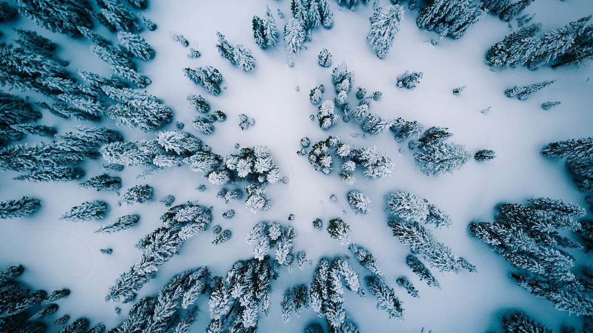 February 2021 Wrap-Up image showing drone footage of snowy trees