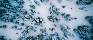 January 2021 Wrap Up - drone picture of trees in Winter