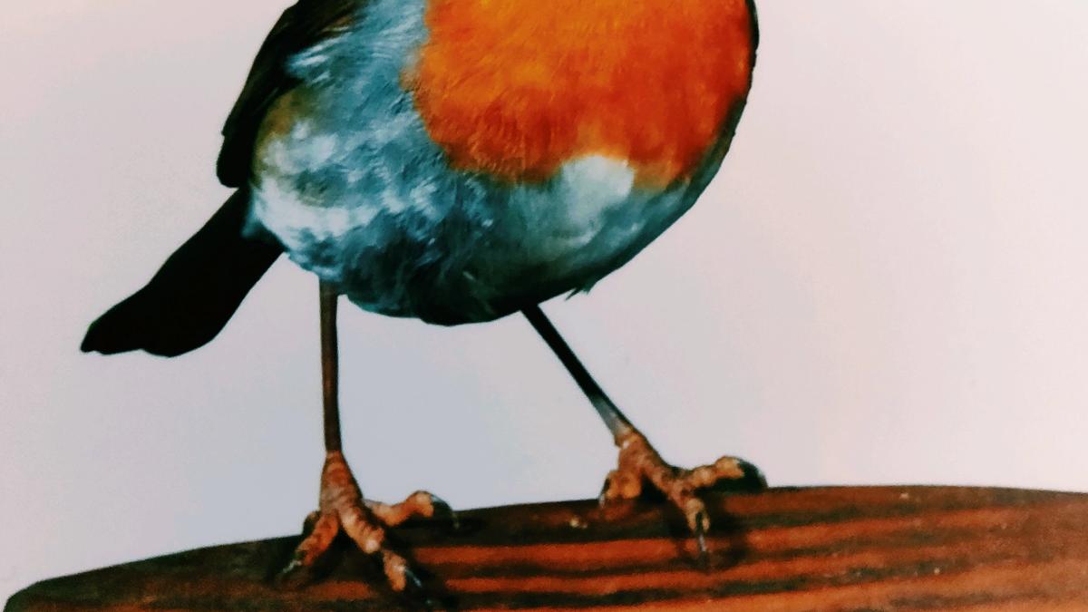 Cover detail of How to Survive Christmas by Jilly Cooper