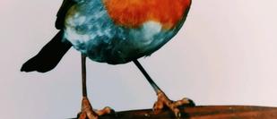 Cover detail of How to Survive Christmas by Jilly Cooper