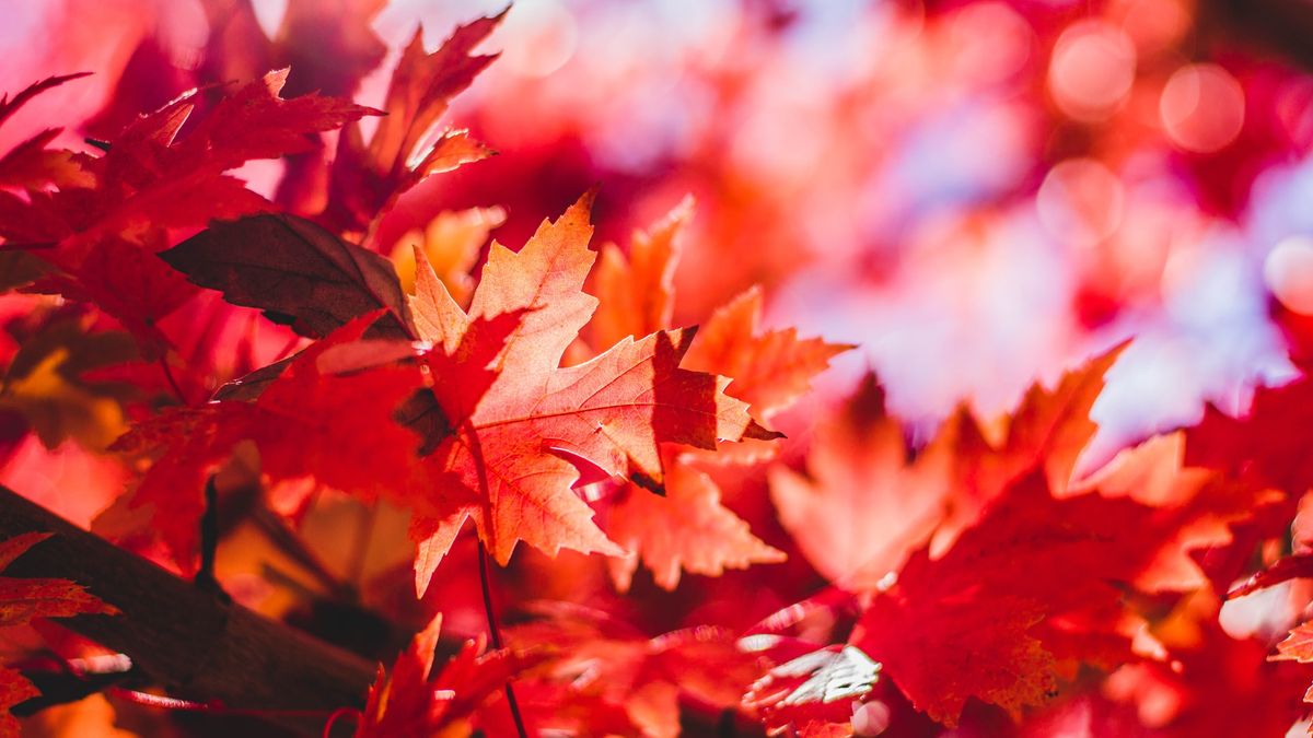 From Unsplash - Picture of red leaves