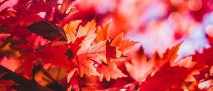 From Unsplash - Picture of red leaves