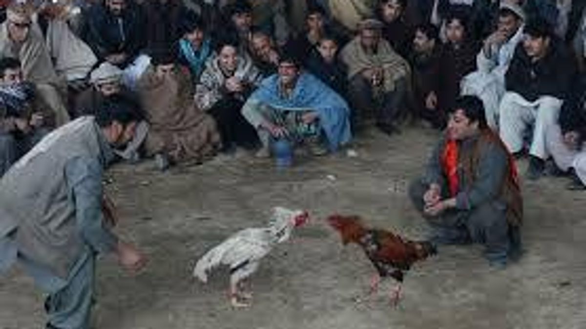 Kyrgyzstan Police Detain 300 at Illegal Cockfighting and Gambling Event in Osh