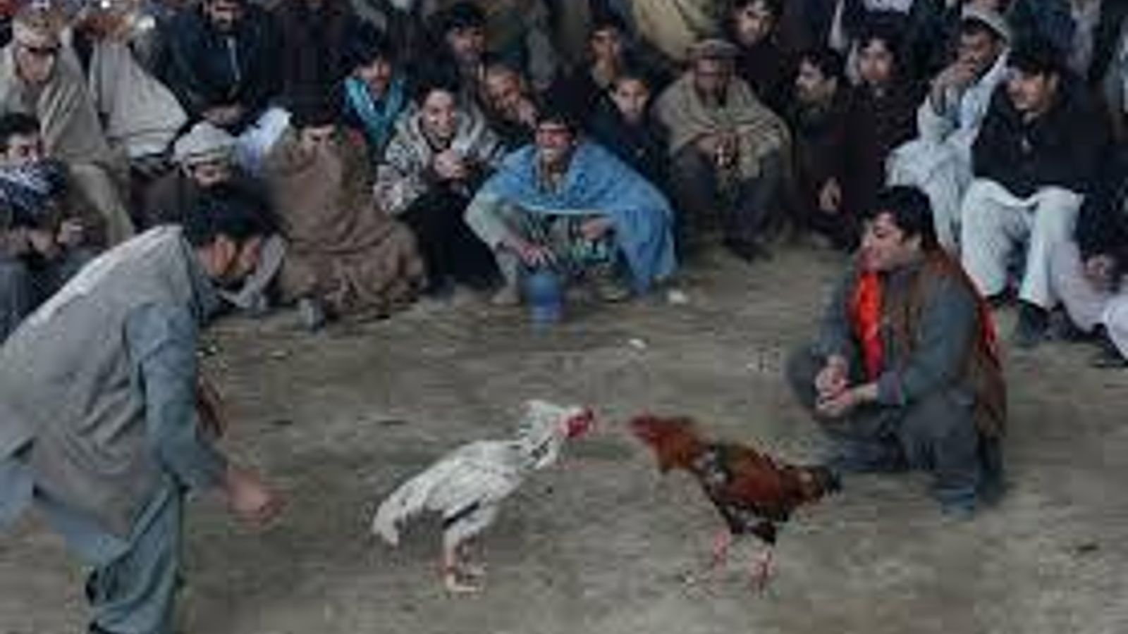 Kyrgyzstan Police Detain 300 at Illegal Cockfighting and Gambling Event in Osh