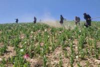 Poppy eradication drive begins in Ghor province