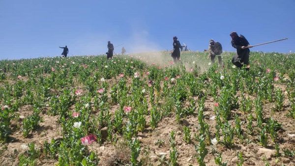 Poppy eradication drive begins in Ghor province