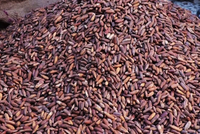 Afghanistan's Pine Nut Exports Reach $15 Million in 2025, Up 25 Percent