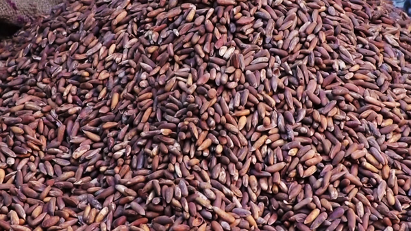 Afghanistan's Pine Nut Exports Reach $15 Million in 2025, Up 25 Percent