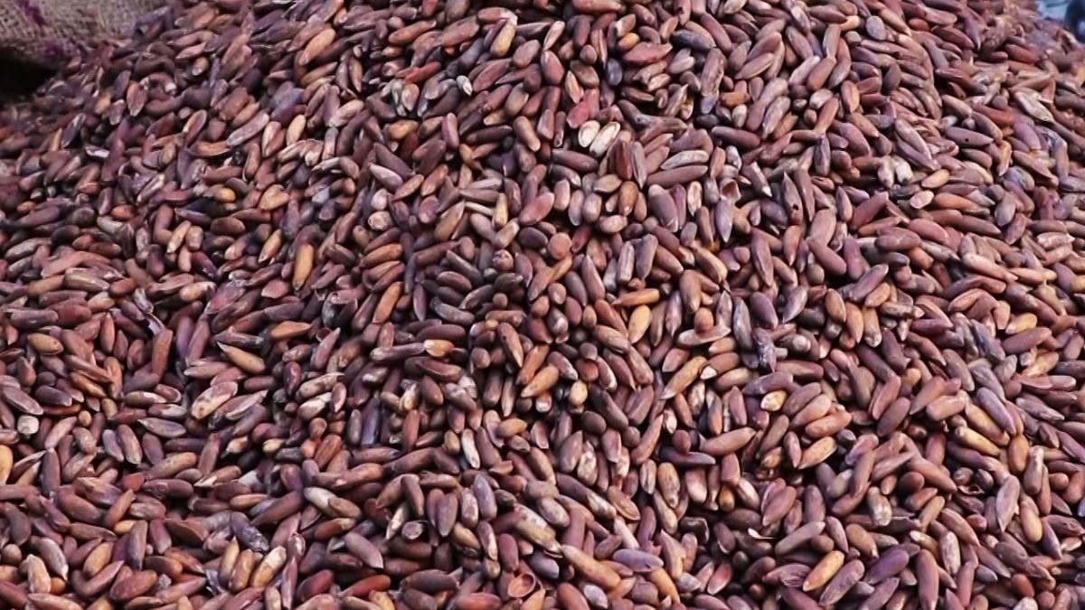 Afghanistan's Pine Nut Exports Reach $15 Million in 2025, Up 25 Percent