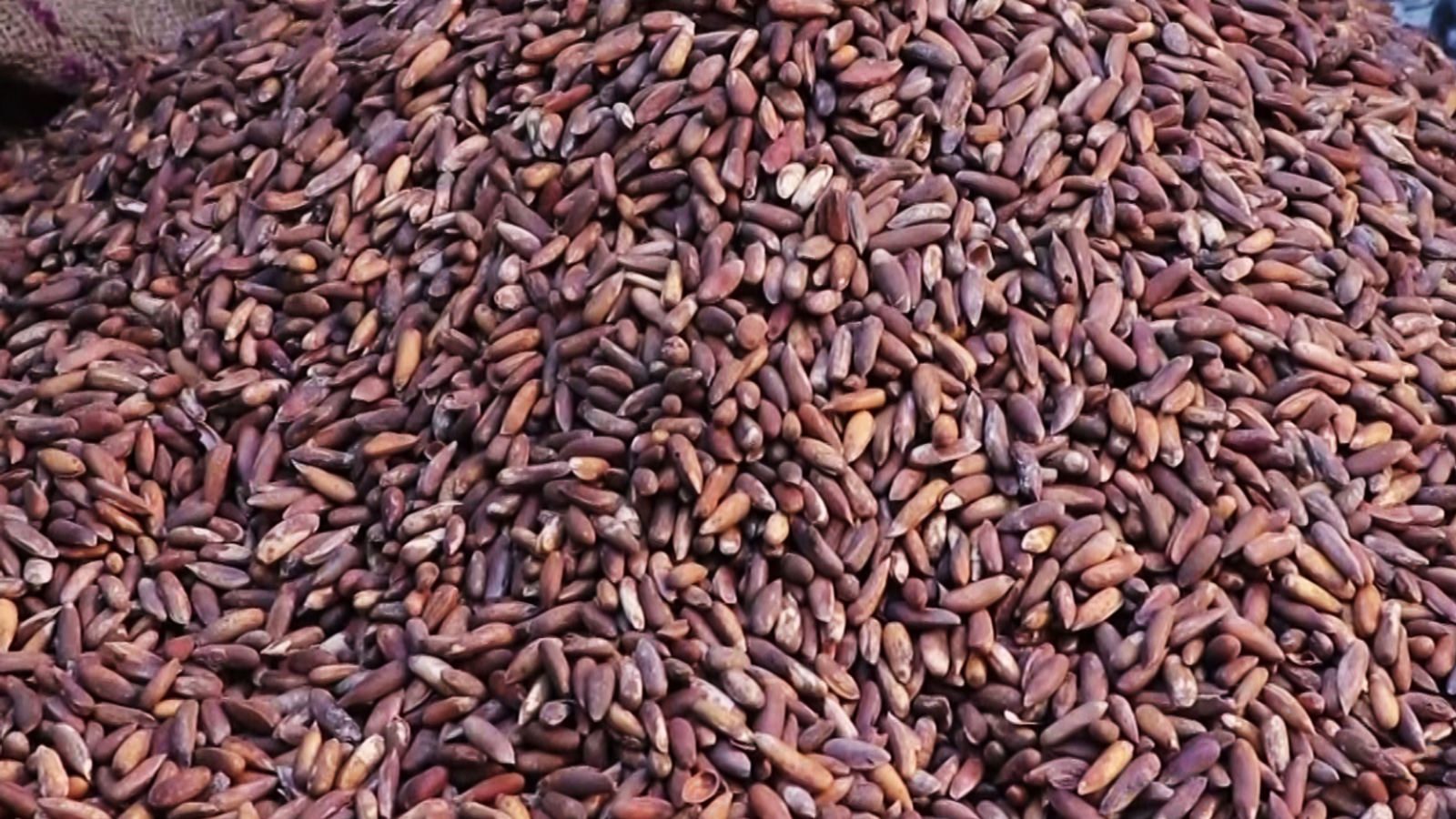Afghanistan's Pine Nut Exports Reach $15 Million in 2025, Up 25 Percent