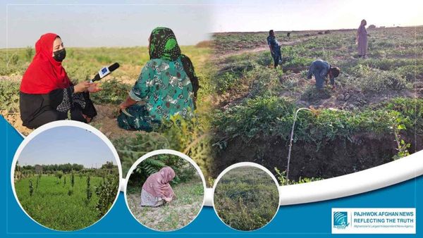Women farmers in Jawzjan support families, local economy