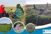 Women farmers in Jawzjan support families, local economy